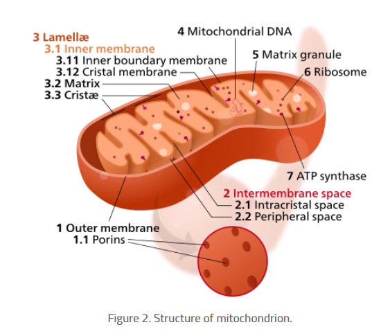 線粒體熒光探針